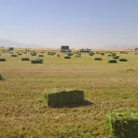 بذر یونجه همدانی پایه بلند