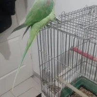 شاه طوطی فوق العاده سخنگو وباهوش ورام ودستی|پرنده|شهریار, شهرک وائین|دیوار