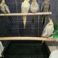 پرنده (عروس هلندی)|پرنده|پرند, فاز ۱|دیوار