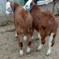 خرید وفروش گوساله های پرواری سمینتال و هلشتاین|حیوانات مزرعه|بندر ترکمن, |دیوار