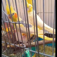 عروس هلندی جفت|پرنده|ری, دولت‌آباد|دیوار