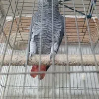 کاسکو درشت آفریقایی