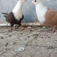 کفتر هفترنگ دم سفید.یهودی.سینه سیاه.کلاغ دم سفید|پرنده|سبزوار, جوادیه شرقی|دیوار