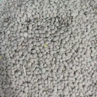 عدس محلی تازه