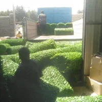 کارخانه چمن مصنوعی|خدمات باغبانی و درختکاری|شیراز, تاچارا|دیوار