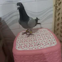 دوبر مسافتی غریبگیری|پرنده|سراب, |دیوار