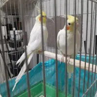 یک جفت عروس هلندی لوتینو مولد دستی