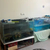 اکواریوم|ماهی|خرم‌آباد, |دیوار