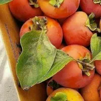 تولید و عرضه نهال خرمالو گوجه ای