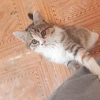 واگذاری گربه ۲ ماهه