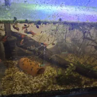 ماهی و وسایل  اکواریوم و شیشه خم