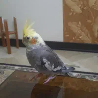 عروس هلندی ۲ماهه دونخور رام