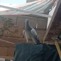 کبوتر