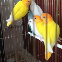 طوطی بریزیلی|پرنده|قائن, |دیوار