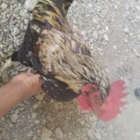 تیش وخروس چابهاری