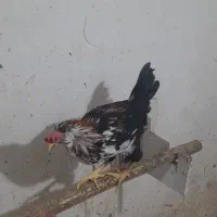 خروس گلین|حیوانات مزرعه|مشهد, دانشجو|دیوار