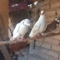 فروش تعدادی کبوتر