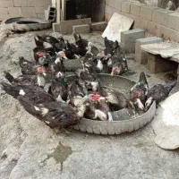 اردک اسرائیلی نر و ماده