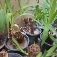 گل یوکا|گل و گیاه طبیعی|شادگان, |دیوار