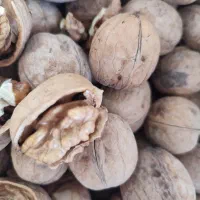 گردو|خوردنی و آشامیدنی|یزد, |دیوار