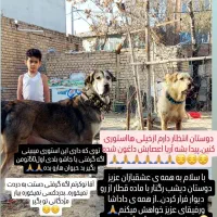 گمشده