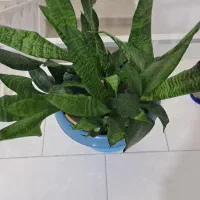 گلسرای پارین|گل و گیاه طبیعی|آستارا, |دیوار