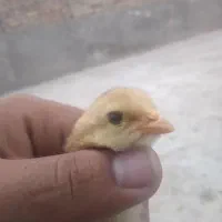 جوجه لاری افقان