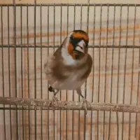 سهره چونه سیاه یه وجبی قرص بخون