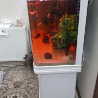 آکواریوم دلسا|ماهی|یزد, |دیوار