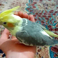 عروس هلندی|پرنده|تهران, هلال احمر|دیوار