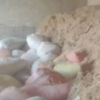 کاه گندم به مقدار پنج تن گونی شده آماده