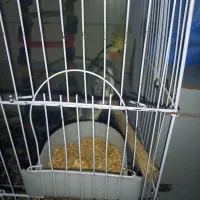 عروس هلندی نروماده