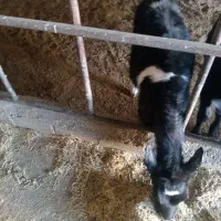 گوساله|حیوانات مزرعه|عسگران, |دیوار