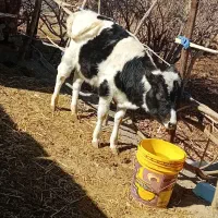 گوساله نر|حیوانات مزرعه|یزدان شهر, |دیوار