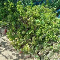 گردو پایه کوتاه و تیپ نابغه بارده از سال اول کاشت|خدمات باغبانی و درختکاری|کرمانشاه, |دیوار