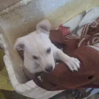 یه عددسگ نره سه چهار ماه قمیت دوتومن