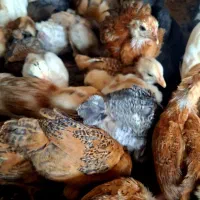 مرغ خروس و جوجه های گلپیگانی
