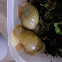 حلزون