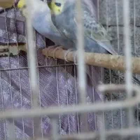 مرغ عشق رینبو