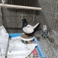 7تاکبوتر سرحال برای جوجه گیری|پرنده|خرم‌آباد, |دیوار