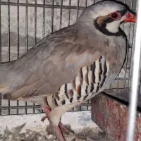 بلدرچین زینتی