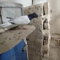 کفتر کبوتر تربت
