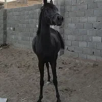 اسب مادیان مشکی