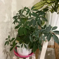 گل و گلدان|گل و گیاه طبیعی|تهران, هوانیروز|دیوار