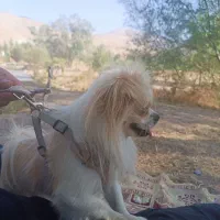 هرکس کسی می خواد زنگ بزنه 10تومن|سگ|ماکو, |دیوار