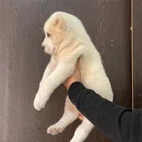 توله آلابای شجره دار|سگ|کرج, گوهردشت|دیوار