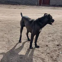 سگ گله درجه ۱ به ضمانت