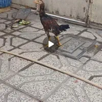 جوجه لاری