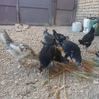 تعداری جوچه خروس گلین