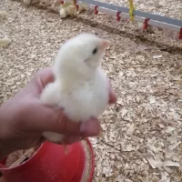 کارگر ساده همراه خانواده برای مرغداری گوشتی